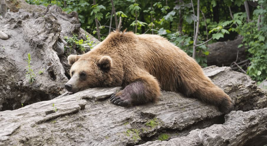 L’ours et l’écureuil