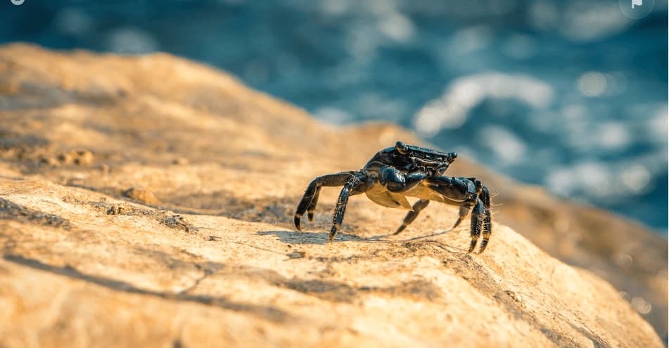 LE BAL DE MER