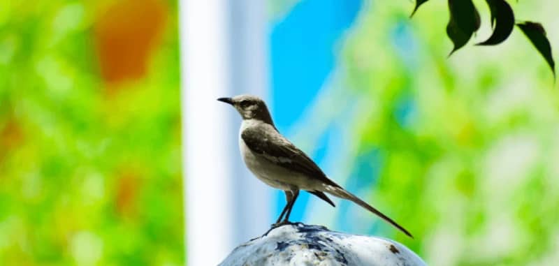 Le rossignol et la buse